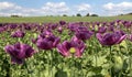 Flowering opium poppy field in Latin papaver somniferum Royalty Free Stock Photo