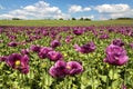 Flowering opium poppy field in Latin papaver somniferum Royalty Free Stock Photo