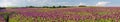 Flowering opium poppy field, in Latin papaver somniferum Royalty Free Stock Photo