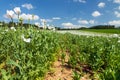 Flowering opium poppy field in Latin papaver somniferum Royalty Free Stock Photo