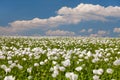 Flowering opium poppy field in Latin papaver somniferum Royalty Free Stock Photo