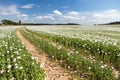 flowering opium poppy field in Latin papaver somniferum Royalty Free Stock Photo