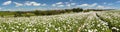 flowering opium poppy field in Latin papaver somniferum Royalty Free Stock Photo