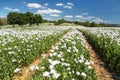 flowering opium poppy field in Latin papaver somniferum Royalty Free Stock Photo