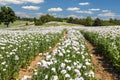 flowering opium poppy field in Latin papaver somniferum Royalty Free Stock Photo