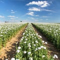 flowering opium poppy field in Latin papaver somniferum Royalty Free Stock Photo