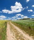 flowering opium poppy field in Latin papaver somniferum Royalty Free Stock Photo