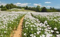 flowering opium poppy field in Latin papaver somniferum Royalty Free Stock Photo