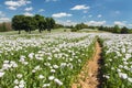 flowering opium poppy field in Latin papaver somniferum Royalty Free Stock Photo