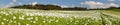 Flowering opium poppy field in Latin papaver somniferum Royalty Free Stock Photo