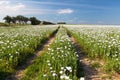 Flowering opium poppy field in Latin papaver somniferum Royalty Free Stock Photo