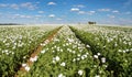 Flowering opium poppy field in Latin papaver somniferum Royalty Free Stock Photo