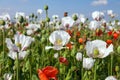 Flowering opium poppy field in Latin papaver somniferum Royalty Free Stock Photo