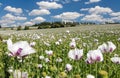 flowering opium poppy field in Latin papaver somniferum Royalty Free Stock Photo