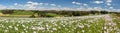 flowering opium poppy field in Latin papaver somniferum Royalty Free Stock Photo