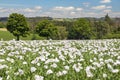 flowering opium poppy field in Latin papaver somniferum Royalty Free Stock Photo