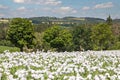 flowering opium poppy field in Latin papaver somniferum Royalty Free Stock Photo