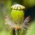 Flowering opium poppy papaver somniferum Royalty Free Stock Photo