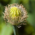 Flowering opium poppy papaver somniferum Royalty Free Stock Photo