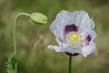 Flowering Opium Poppy (Papaver somniferum) Royalty Free Stock Photo