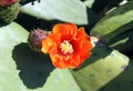 Flowering Opuntia Royalty Free Stock Photo