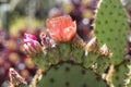 Flowering Opuntia Aciculata Cactus, Chenille Pricklypear Royalty Free Stock Photo