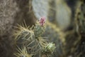 Flowering Opuntia basilaris cactus plant in the desert. Royalty Free Stock Photo