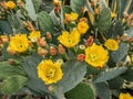 Flowering Opuntia macrocentra cactus. Macro view Royalty Free Stock Photo
