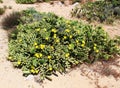 Flowering opuntia robusta, prickly pear Royalty Free Stock Photo