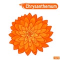 Flowering orange chrysanthemum