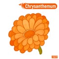 Flowering orange chrysanthemum