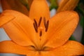 Flowering orange lily