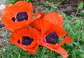 Flowering Orange Oriental Poppies in Bloom in Spring