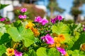 Flowering orange and pink bushes and palm trees in the garden Royalty Free Stock Photo