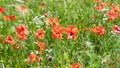 Poppies flowering in summer field. Redorange poppies flower - Papaver rhoeas - in summer meadow