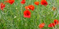 Poppy flowering in summer field. Redorange poppies flower - Papaver rhoeas - in summer meadow Royalty Free Stock Photo