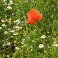 Poppy and camomile flowering in summer field. Redorange poppy flower - Papaver rhoeas - in summer meadow Royalty Free Stock Photo