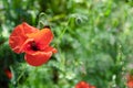 Poppy flowering in summer field. Redorange poppy flower - Papaver rhoeas - in summer meadow Royalty Free Stock Photo