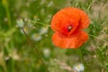 Poppy flowering in summer field. Redorange poppy flower - Papaver rhoeas - in summer meadow Royalty Free Stock Photo