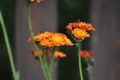 Flowering orange-red Hawkweed (Hieracium) Royalty Free Stock Photo