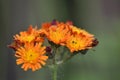 Flowering orange-red Hawkweed (Hieracium) Royalty Free Stock Photo