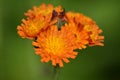 Flowering orange-red Hawkweed (Hieracium)