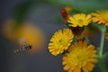Flowering orange-red Hawkweed (Hieracium) with a hover fly Royalty Free Stock Photo