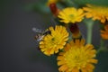 Flowering orange-red Hawkweed (Hieracium) with a hover fly Royalty Free Stock Photo