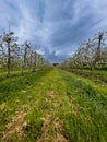Flowering orchard in Busingen Royalty Free Stock Photo