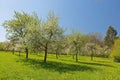 flowering orchard meadow in spring near forester\'s house Willrode in thuringia Royalty Free Stock Photo