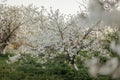 Flowering orchard in spring time. Blooming garden at sunset. Apple garden during spring bloom.