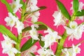 Flowering orchid Dendrobium Nobile on pink