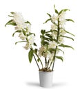 Flowering orchid Dendrobium Nobile in pot, on white Royalty Free Stock Photo