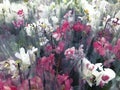 Flowering Orchid falenopsis prepared for sale at shop